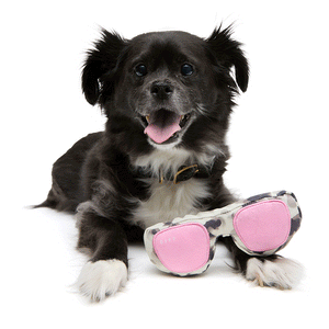Bella PupBox Sunglasses Bundle | Free PupBox Toy | DIFF Eyewear